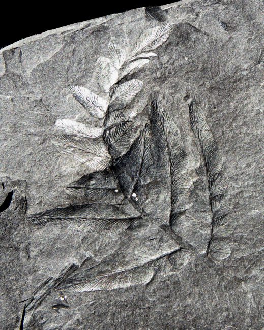 Neuropteris heterophylla